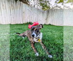 Small #8 Mutt