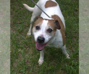 Mutt Dogs for adoption in Jackson, MS, USA