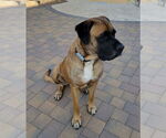 Small #2 Mastiff