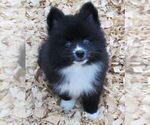 Small Photo #6 Alaskan Klee Kai Puppy For Sale in SEBRING, FL, USA