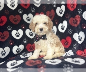 Cockapoo (Toy) Puppy for sale in LAKELAND, FL, USA