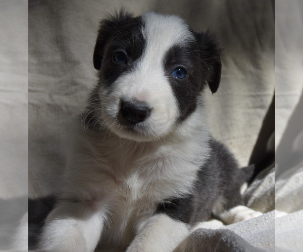 Medium Photo #2 Border Collie Puppy For Sale in MOSIER, OR, USA