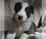 Small Photo #2 Border Collie Puppy For Sale in MOSIER, OR, USA