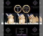 Puppy CHEDDAR F1 Maltipoo
