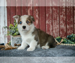 Small #1 Pembroke Welsh Corgi