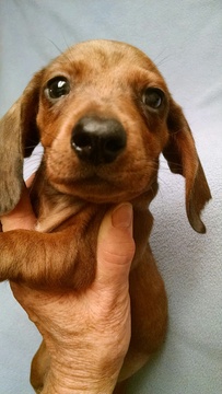 Medium Photo #1 Dachshund Puppy For Sale in CAMPO, CA, USA