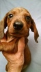 Small Photo #1 Dachshund Puppy For Sale in CAMPO, CA, USA