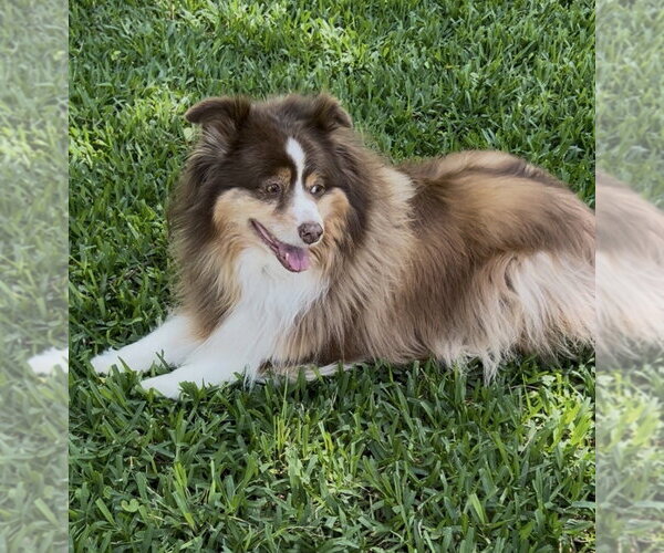Medium Photo #2 Mutt Puppy For Sale in The Woodlands, TX, USA