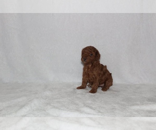 Medium Photo #2 Poodle (Toy) Puppy For Sale in HONEY ISLAND, TX, USA