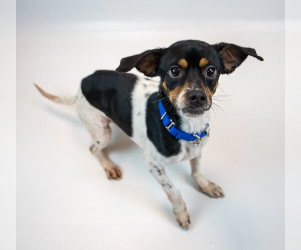 Medium Photo #3 Puggle Puppy For Sale in Kennesaw, GA, USA