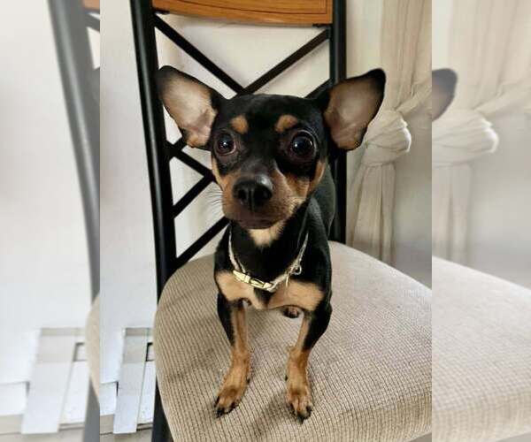 Medium Photo #1 Chipin Puppy For Sale in New York, NY, USA