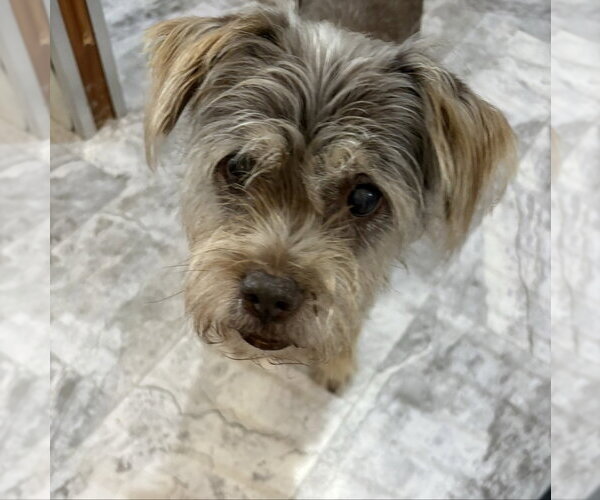 Medium Photo #3 Mutt Puppy For Sale in oakland, FL, USA