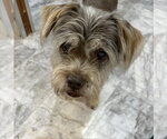 Small Photo #3 Mutt Puppy For Sale in oakland, FL, USA