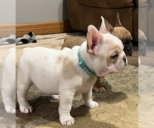 French Bulldog Puppy for sale in BOLIVAR, MO, USA