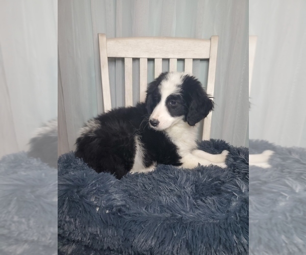 Medium Photo #2 Aussiedoodle Miniature -Poodle (Standard) Mix Puppy For Sale in GOSHEN, IN, USA