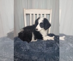 Small Photo #2 Aussiedoodle Miniature -Poodle (Standard) Mix Puppy For Sale in GOSHEN, IN, USA