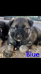 Small Photo #32 German Shepherd Dog Puppy For Sale in BROOKEVILLE, MD, USA