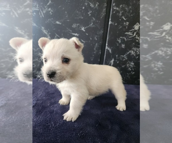 Medium Photo #3 West Highland White Terrier Puppy For Sale in LAGRANGE, IN, USA