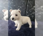 Small #2 West Highland White Terrier