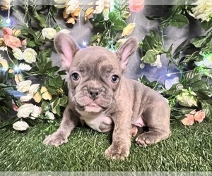 French Bulldog Puppy for Sale in LA VERGNE, Tennessee USA