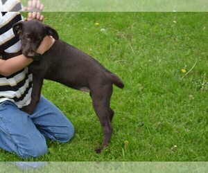Labrador Retriever Puppy for sale in GREENWOOD, WI, USA