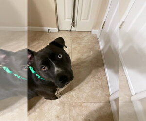 Staffordshire Bull Terrier-Unknown Mix Dogs for adoption in Chandler, AZ, USA