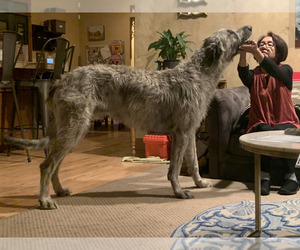 Father of the Caucasian Shepherd Dog-Irish Wolfhound Mix puppies born on 07/14/2025