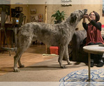 Small Photo #1 Caucasian Shepherd Dog-Irish Wolfhound Mix Puppy For Sale in BEND, OR, USA