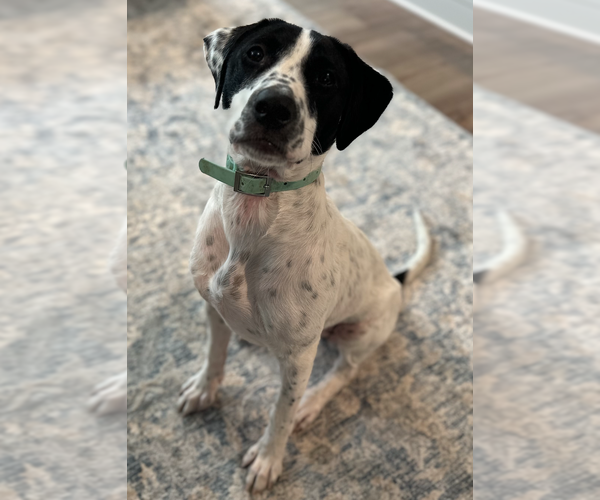 Medium Photo #2 Mutt Puppy For Sale in Decatur, GA, USA