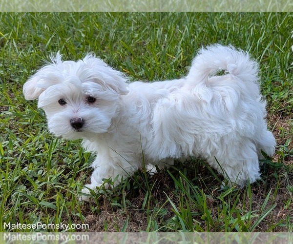 Medium Photo #5 Maltese Puppy For Sale in OCALA, FL, USA
