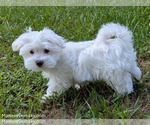 Small #4 Maltese