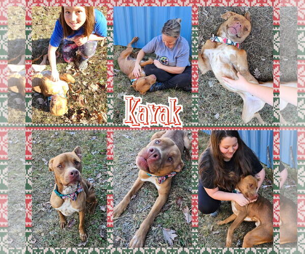 Medium Photo #2 American Pit Bull Terrier-Labrador Retriever Mix Puppy For Sale in Blacksburg, SC, USA