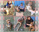Small #1 American Pit Bull Terrier-Labrador Retriever Mix