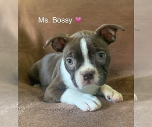 Boston Terrier Puppy for sale in LOWELL, IN, USA