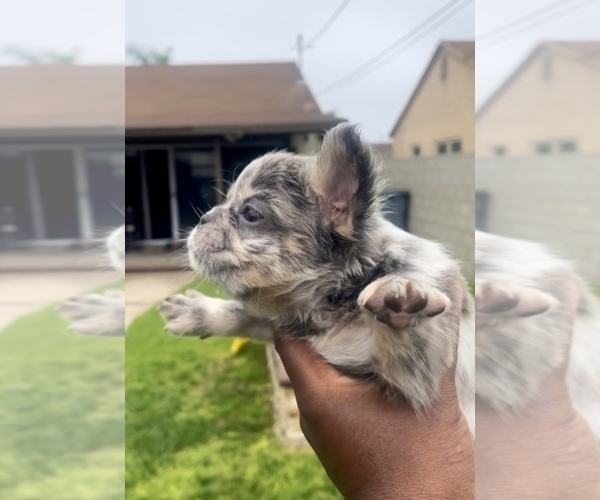 Medium Photo #28 French Bulldog Puppy For Sale in BEVERLY HILLS, CA, USA