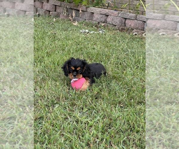 Medium Photo #6 Cavalier King Charles Spaniel Puppy For Sale in GREENVILLE, MO, USA