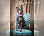 Small #3 German Shepherd Dog Mix