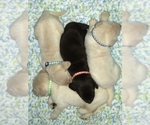 Labrador Retriever Puppy for sale in HALLWOOD, CA, USA