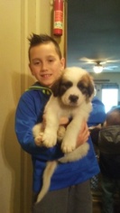 Great Pyrenees-Saint Bernard Mix Puppy for sale in MONTPELIER, OH, USA