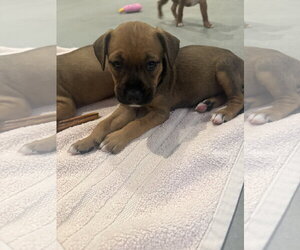 Staffordshire Bull Terrier-Unknown Mix Dogs for adoption in The Woodlands, TX, USA