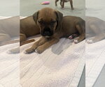 Small Staffordshire Bull Terrier Mix