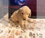 Small #4 Goldendoodle