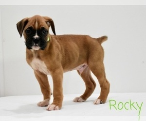 Boxer Puppy for sale in SHIPSHEWANA, IN, USA