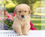 Small #4 Golden Retriever