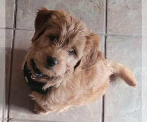 Goldendoodle (Miniature) Puppy for sale in MANNING, IA, USA