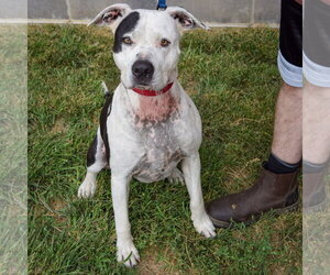Cade - Male American Bulldog-American Staffordshire Terrier Mix Dog for Adoption - Photo #4