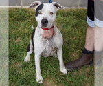 Small #3 American Bulldog-American Staffordshire Terrier Mix