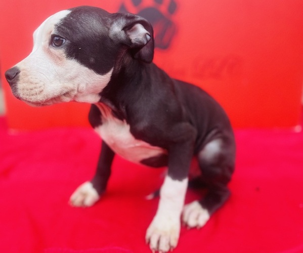 Medium Photo #3 American Pit Bull Terrier Puppy For Sale in TRENTON, NJ, USA