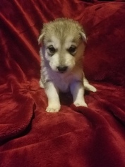 Wolf Hybrid Puppy for sale in LONDON, KY, USA