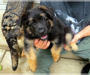 German Shepherd Dog Puppy for sale in WADSWORTH, IL, USA